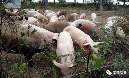 印尼猪瘟最新爆料信息,最新爆料揭示防控挑战与应对措施